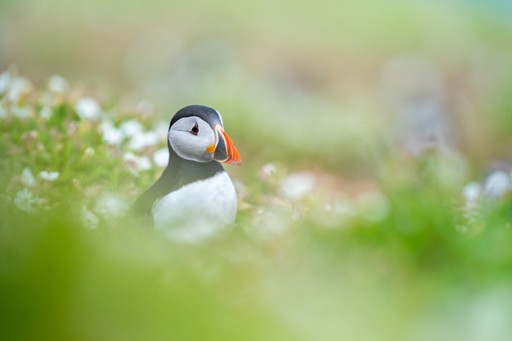 Skomer Island Puffin Photography Workshop Wildlife Photography Holiday Wales Pembrokeshire 016 of 023