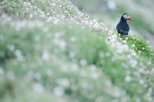 Skomer Island Puffin Photography Workshop Wildlife Photography Holiday Wales Pembrokeshire 017 of 023