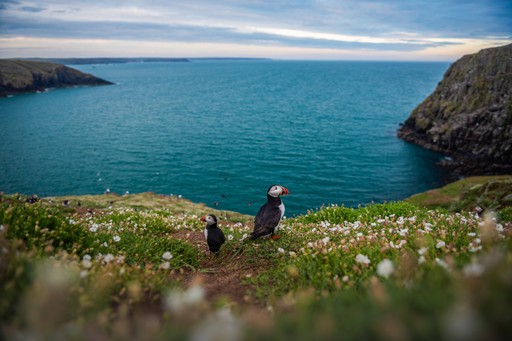 Skomer Island Puffin Photography Workshop Wildlife Photography Holiday Wales Pembrokeshire 018 of 023