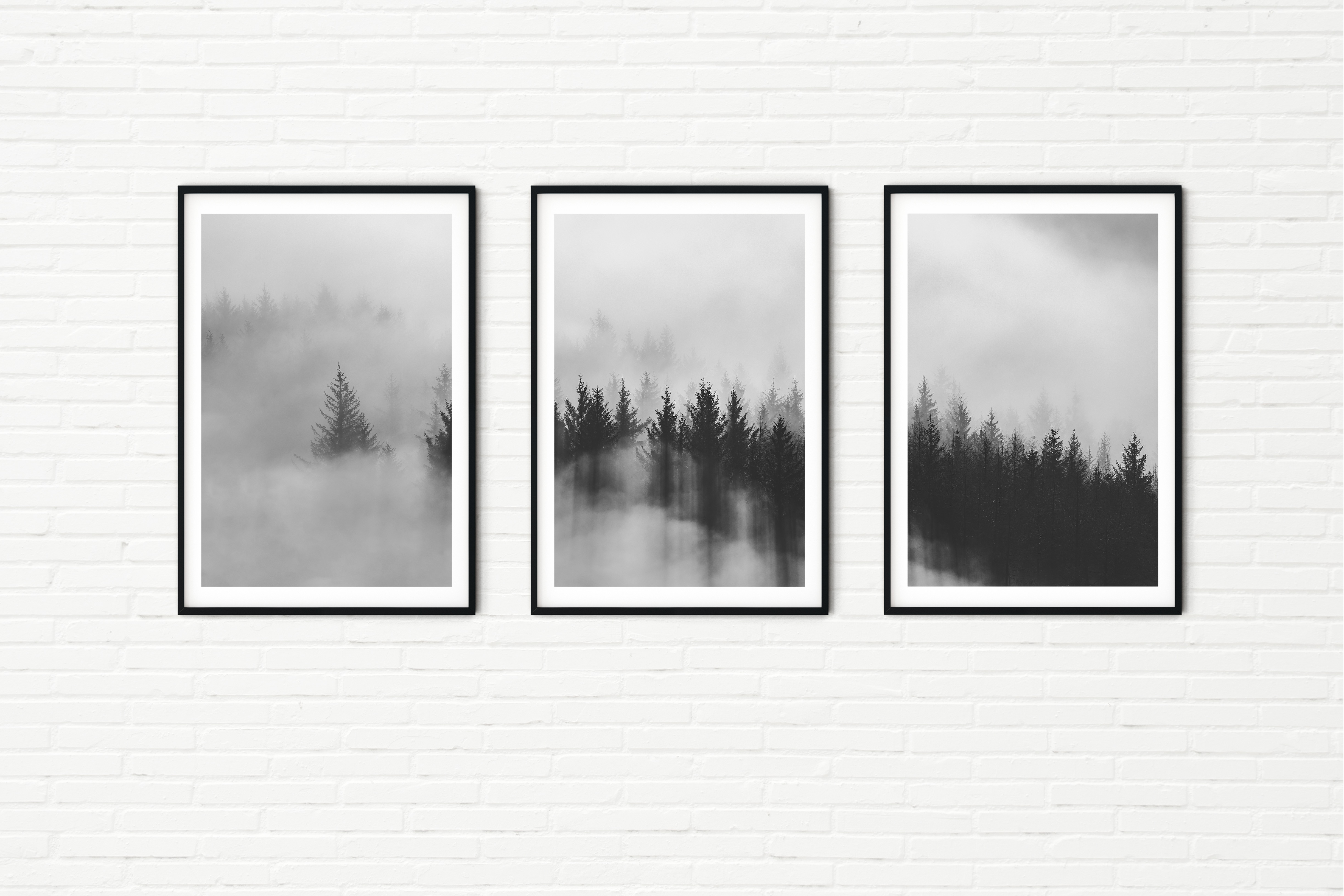 Misty Pine Forest Black and White