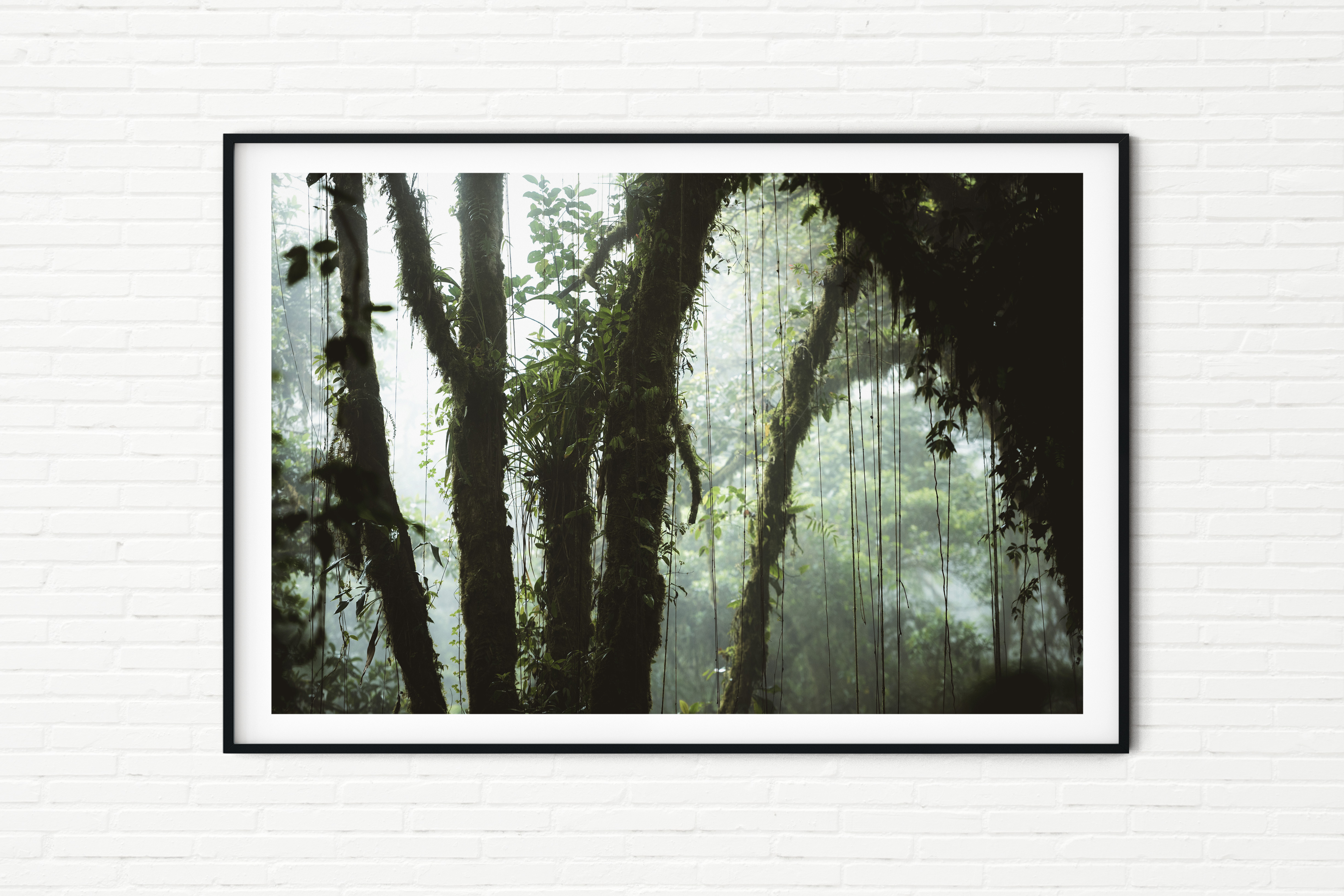 Tropical Rainforest Shrouded in Mist