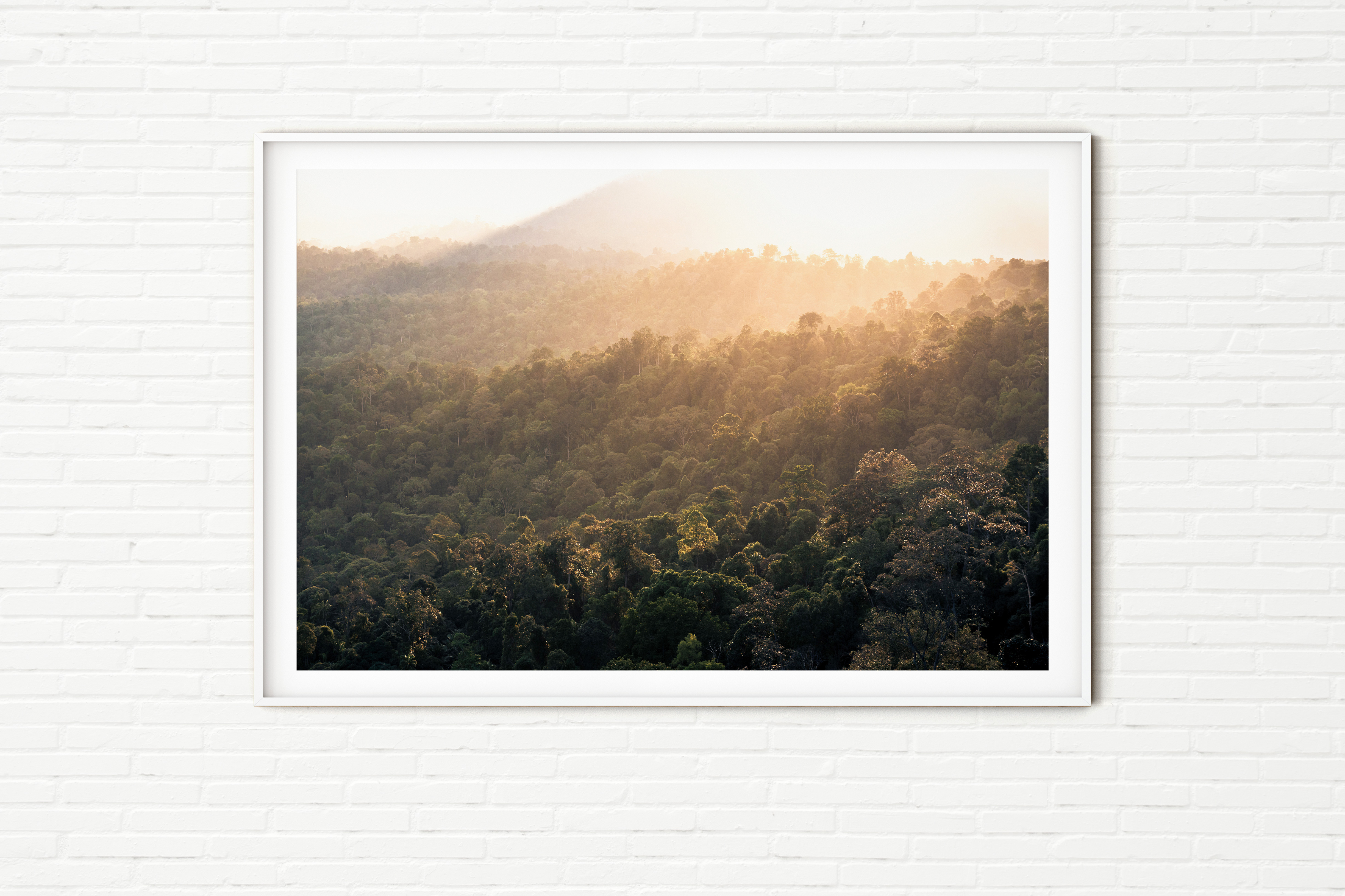 Tropical Rainforest Misty Sunrise Landscape