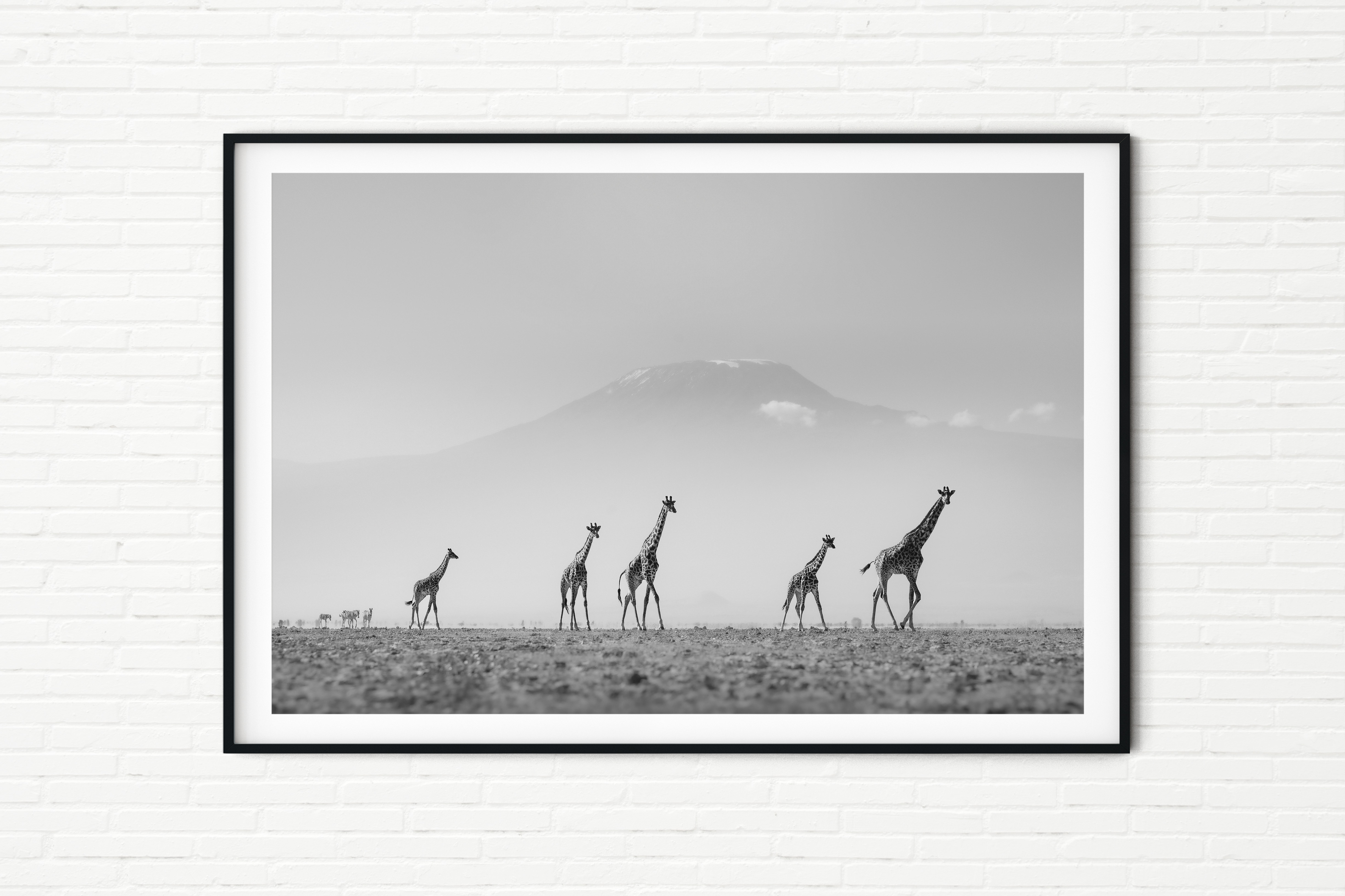 Passage - Giraffes on Amboseli Dry Lake Bed - Black and White