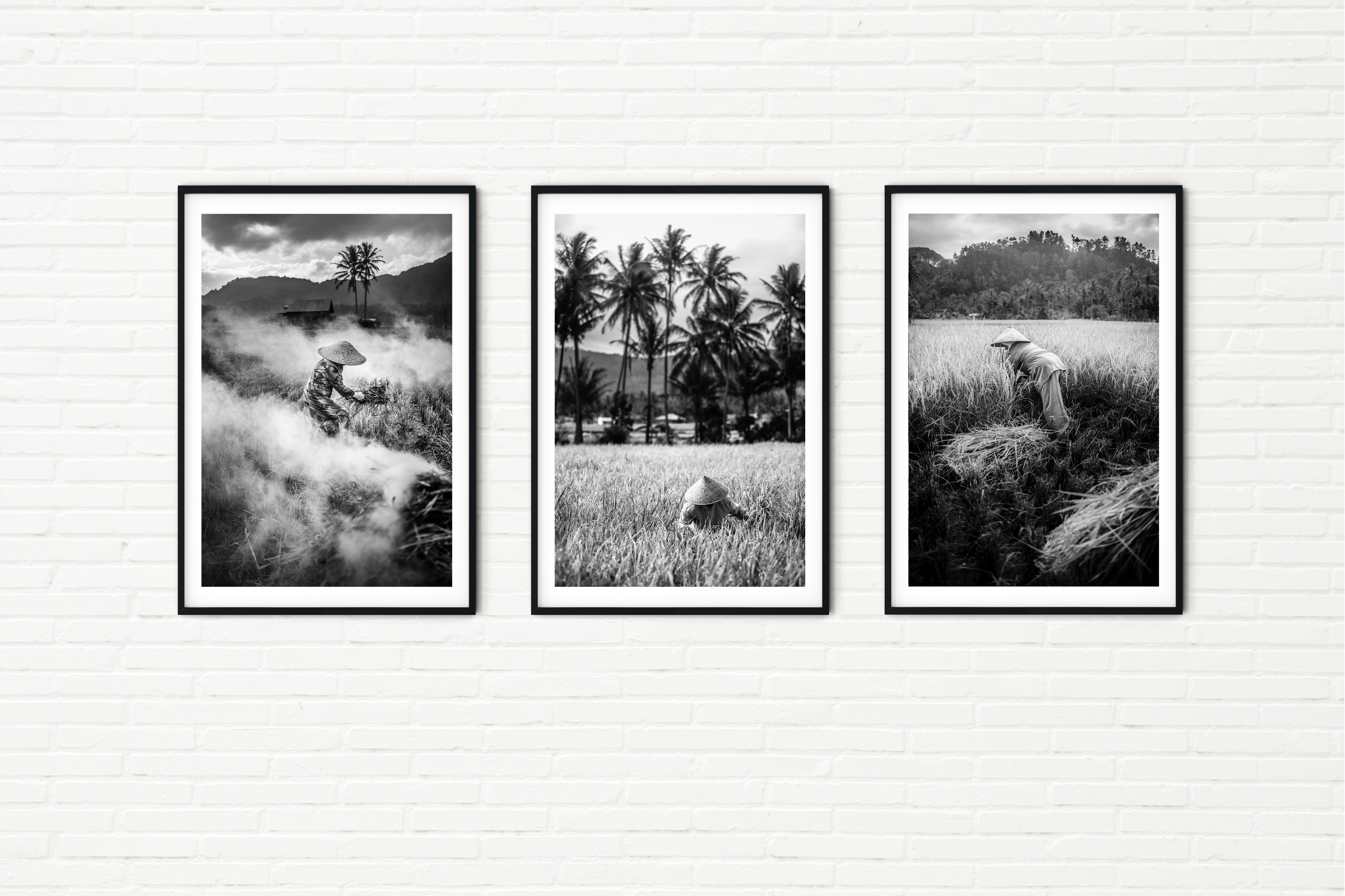 Indonesia Rice Paddies - Set of Three Black and White Travel Photos