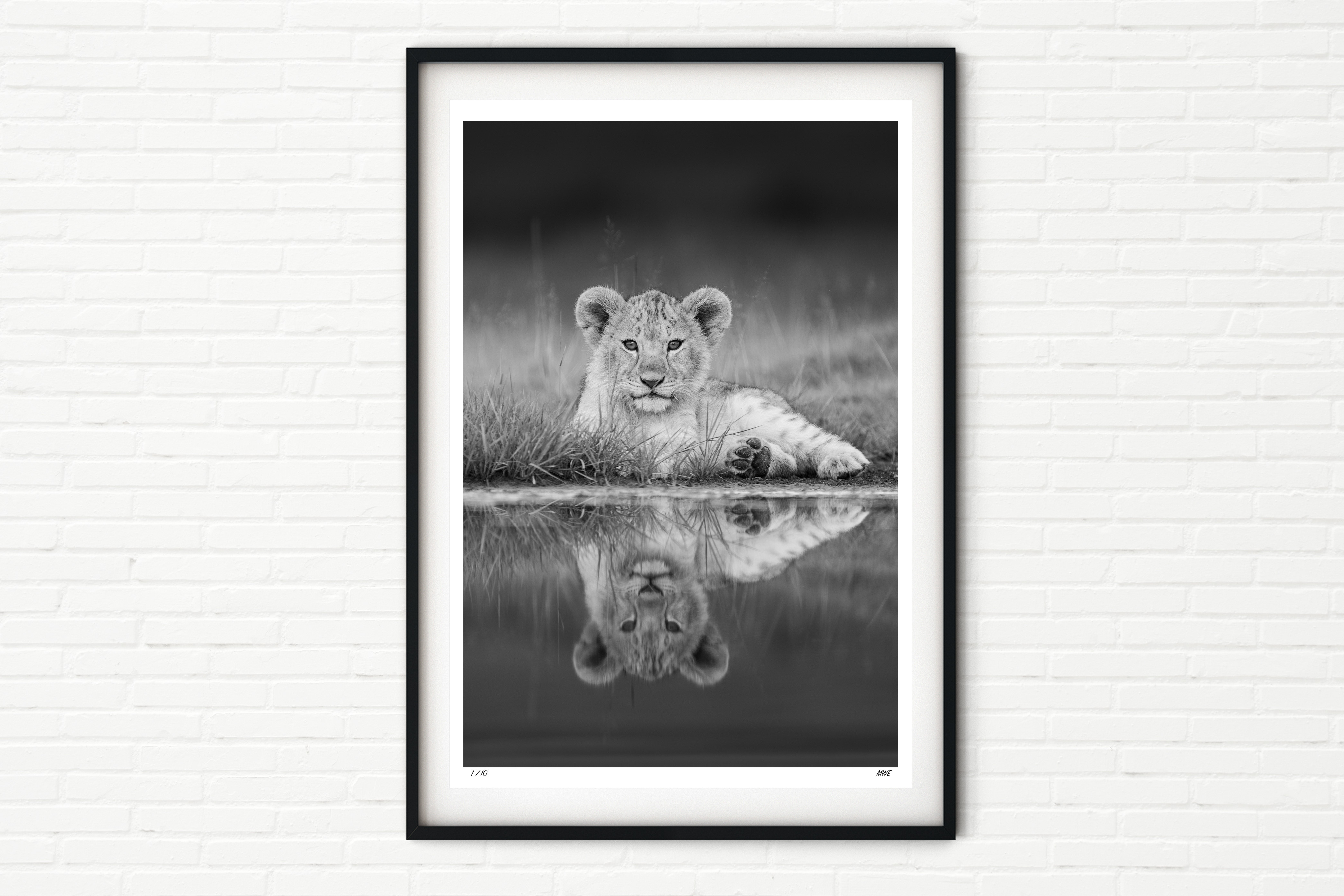 Lion Cub Portrait - Black and White