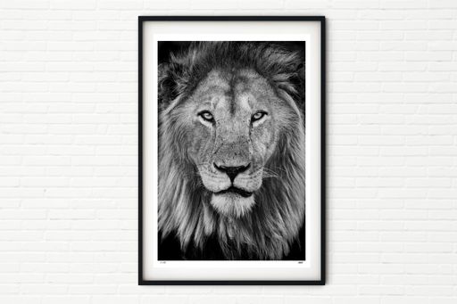 King - Male Lion Portrait - Black and White