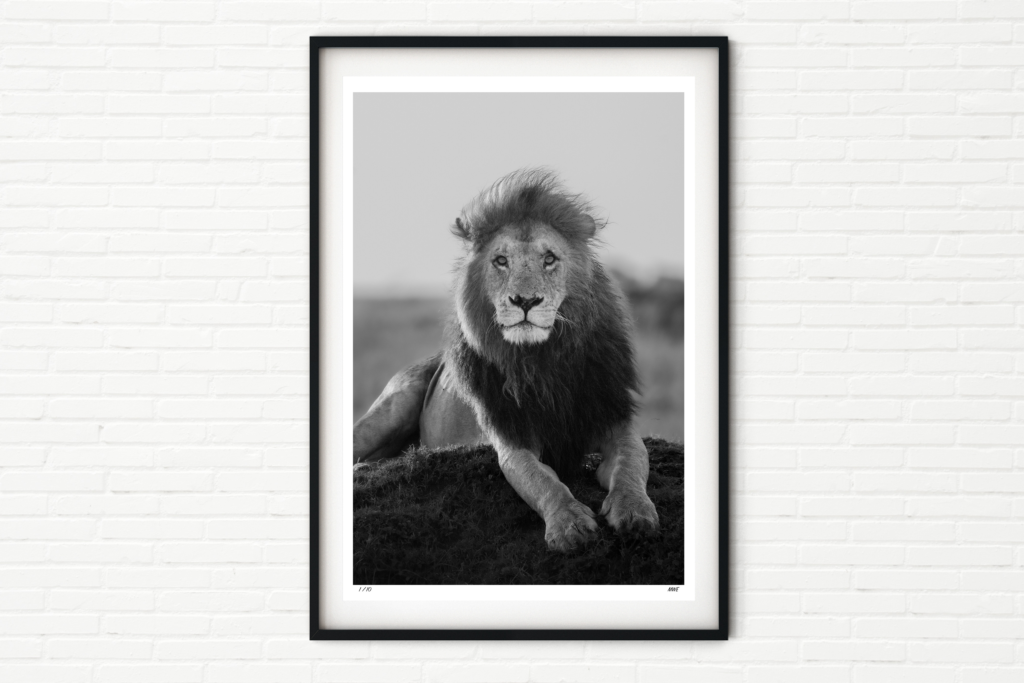 Enkoyanai Boys 4/4, Lenkoe - Male Lion Portrait - Black and White