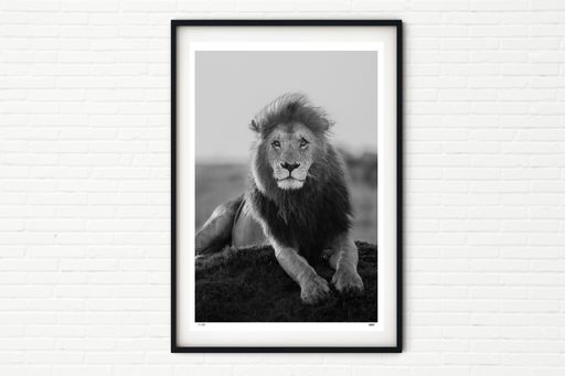 Enkoyanai Boys 4/4, Lenkoe - Male Lion Portrait - Black and White