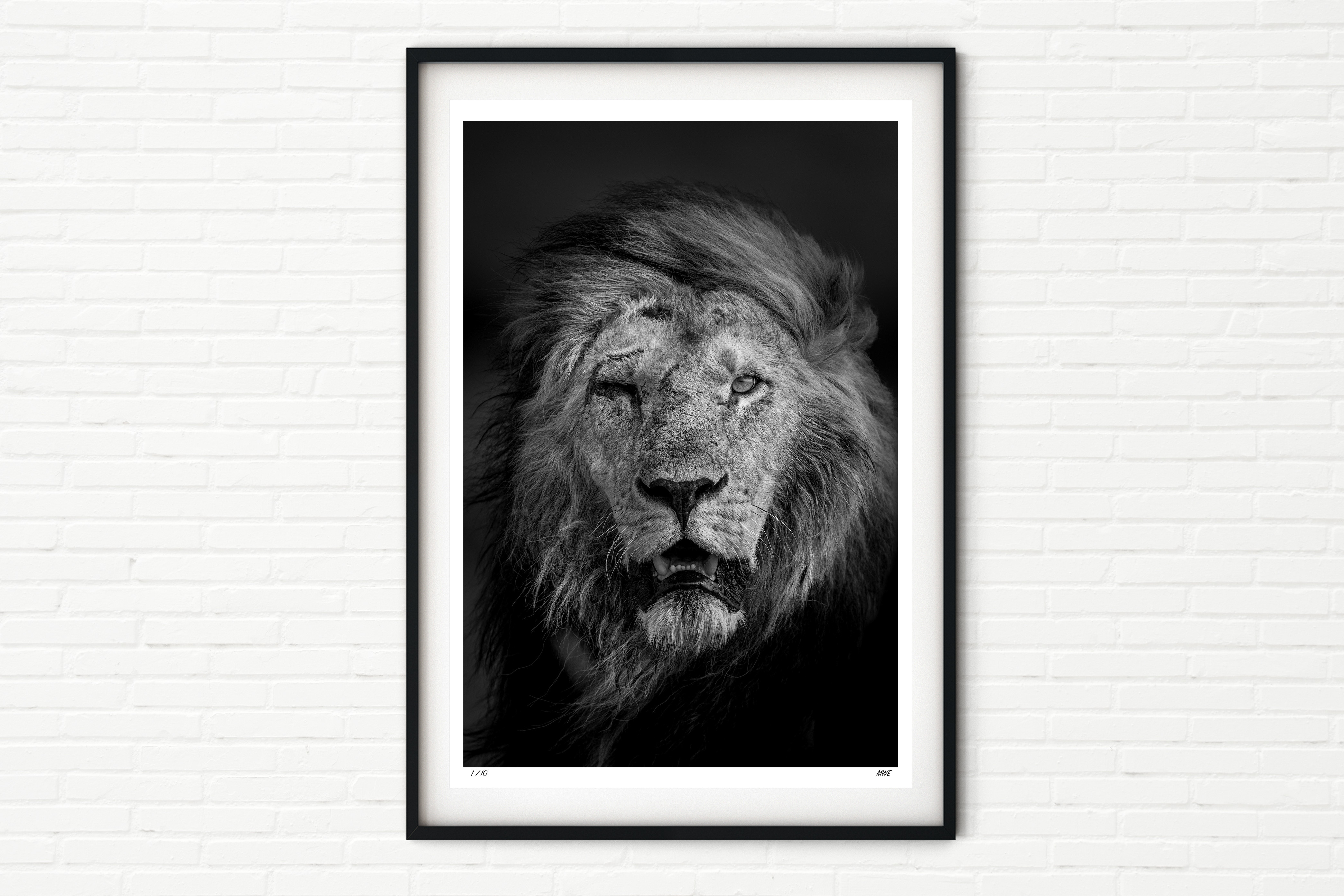 Enkoyanai Boys 3/4, Shonko - Male Lion Portrait - Black and White