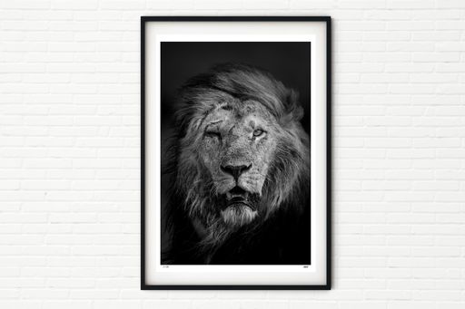 Enkoyanai Boys 3/4, Shonko - Male Lion Portrait - Black and White