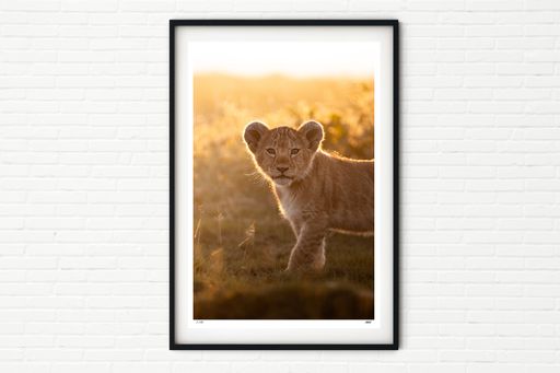 Lion Cub in the Serengeti