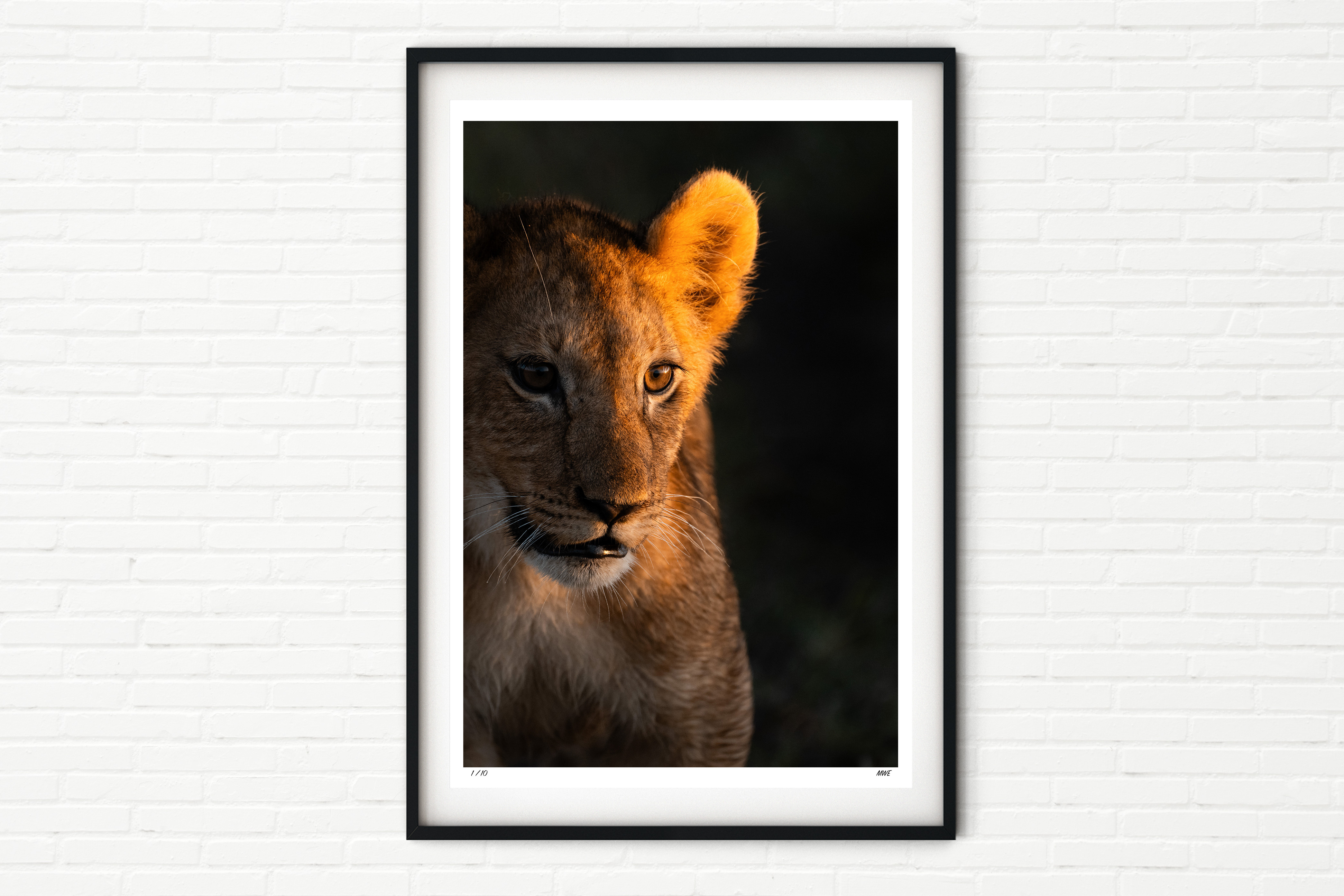 Lion Cub in the Maasai Mara