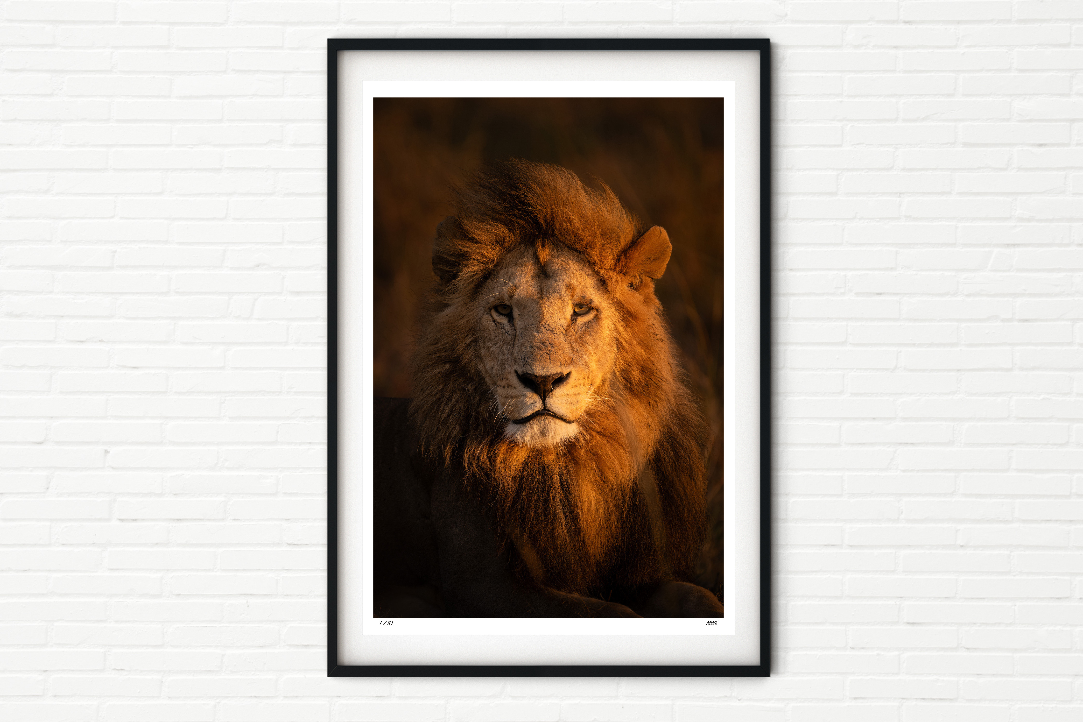 Enkoyanai Boys 1/4, Mwana - Male Lion Portrait