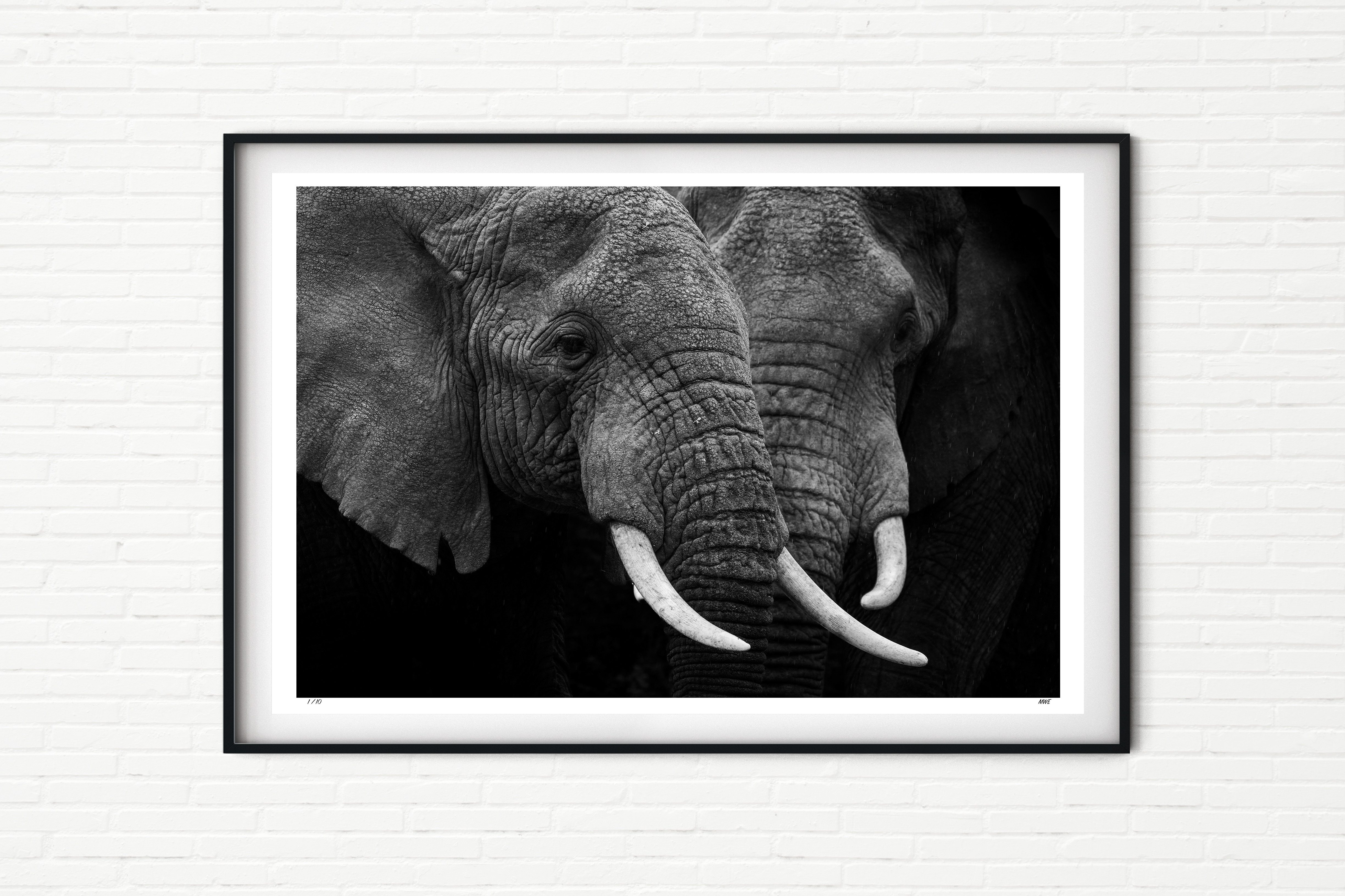 Kusini Males - Elephants in the Serengeti - Black and White