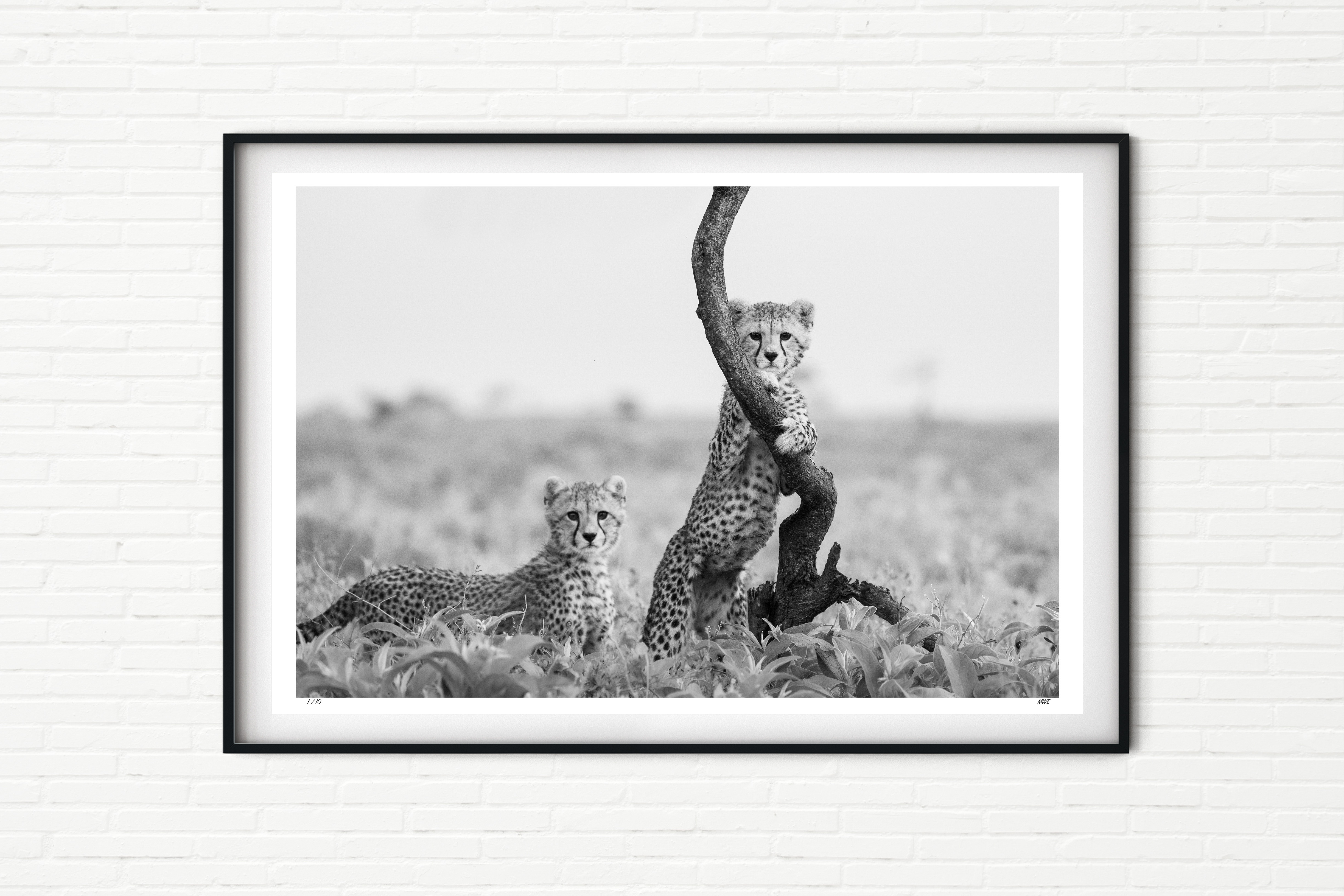Cheetah Cubs in Tanzania - Black and White