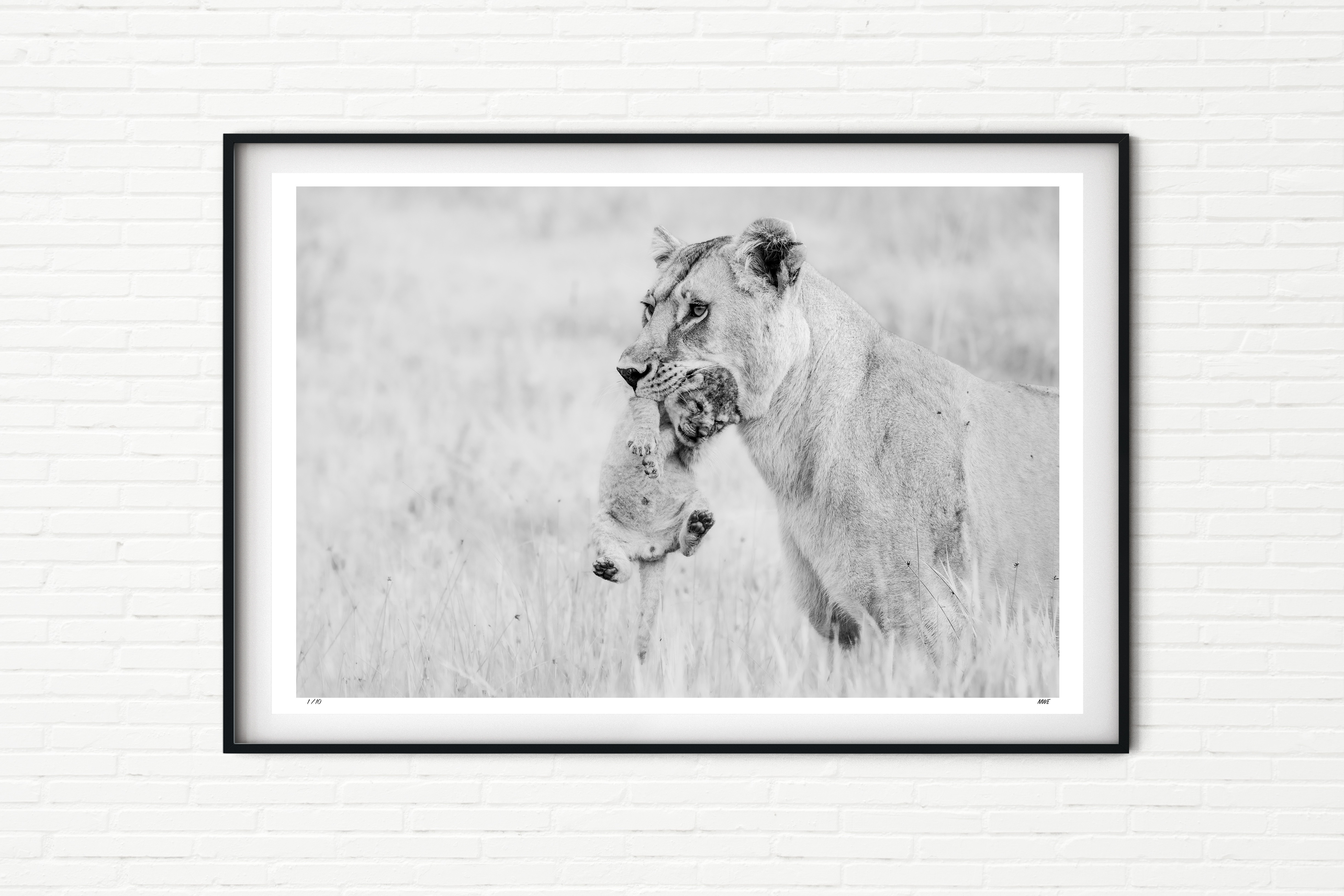 Tenderness - Lioness Carrying Baby Lion Cub - Black and White