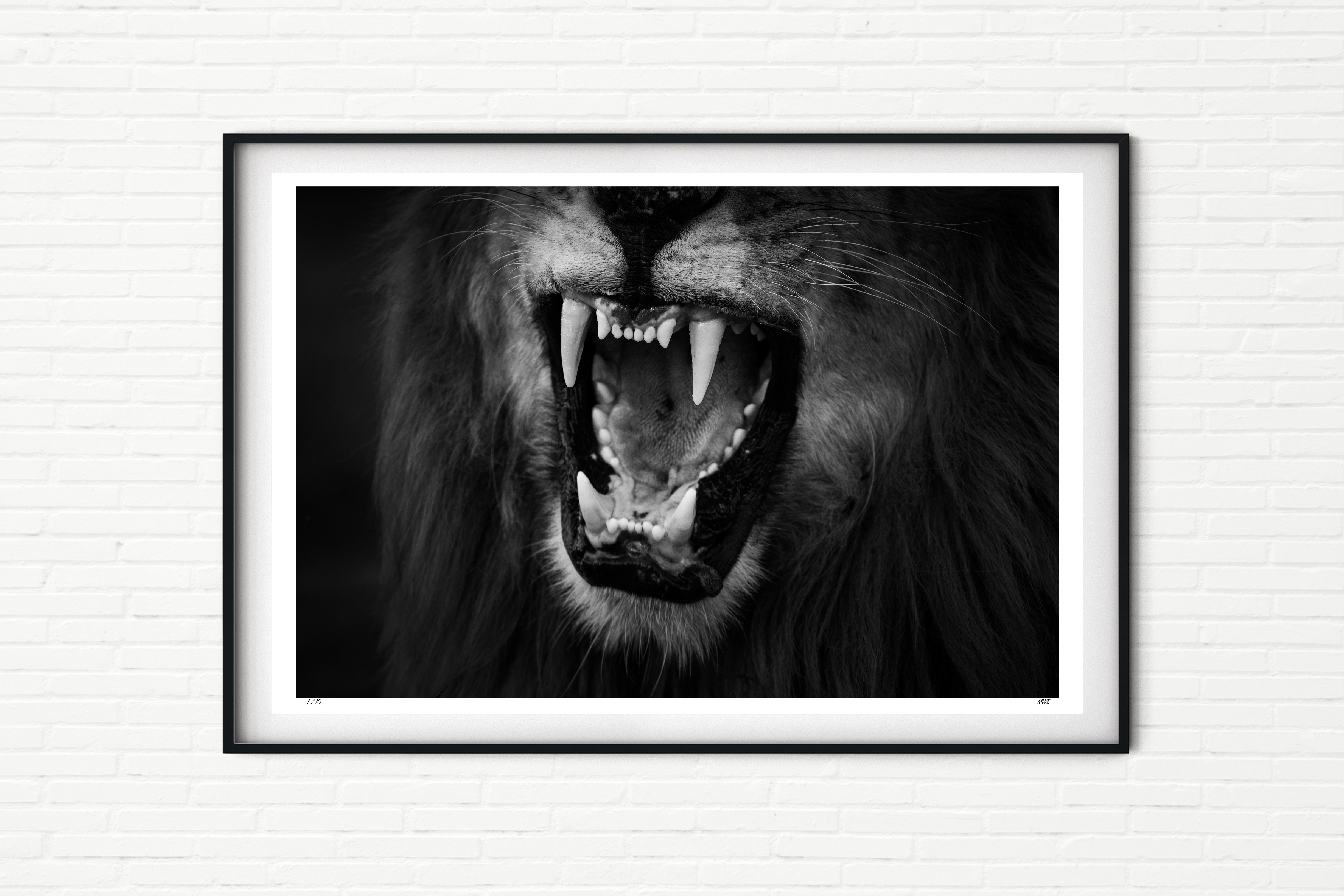 Male Lion Roaring - Black and White