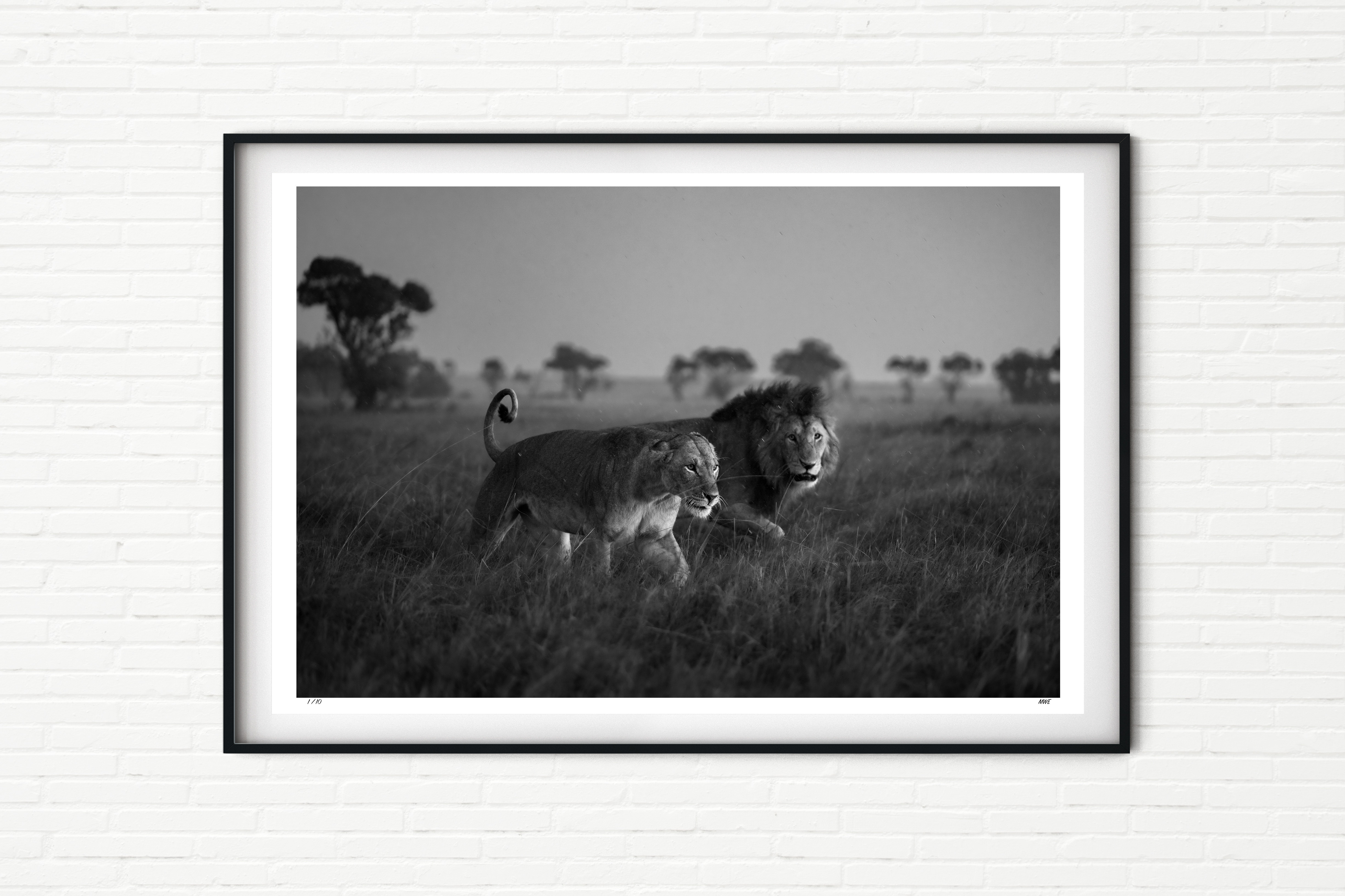 Pursuit - Mating Lions - Black and White