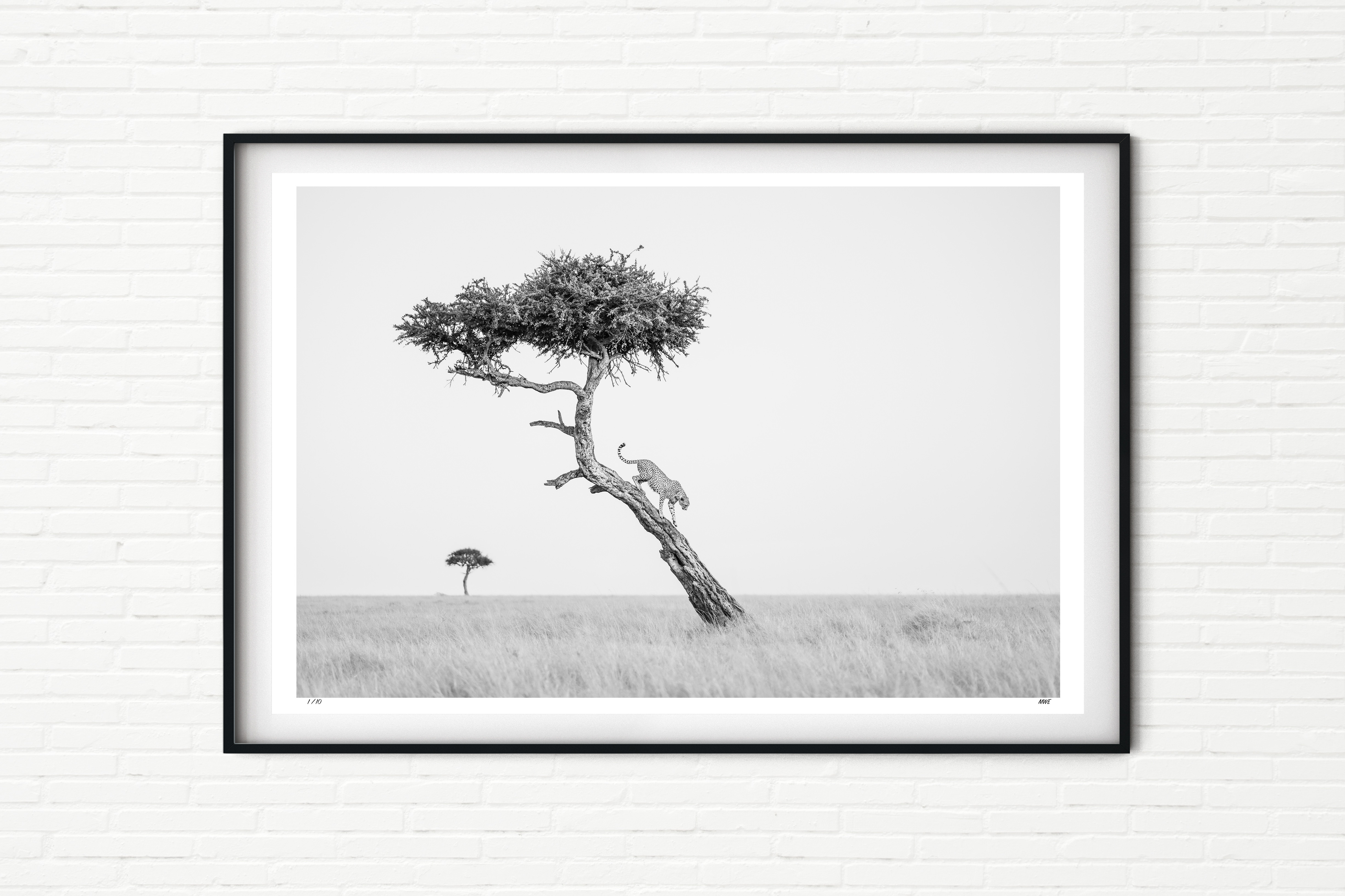 Dominion - Cheetah Climbing a Tree - Black and White
