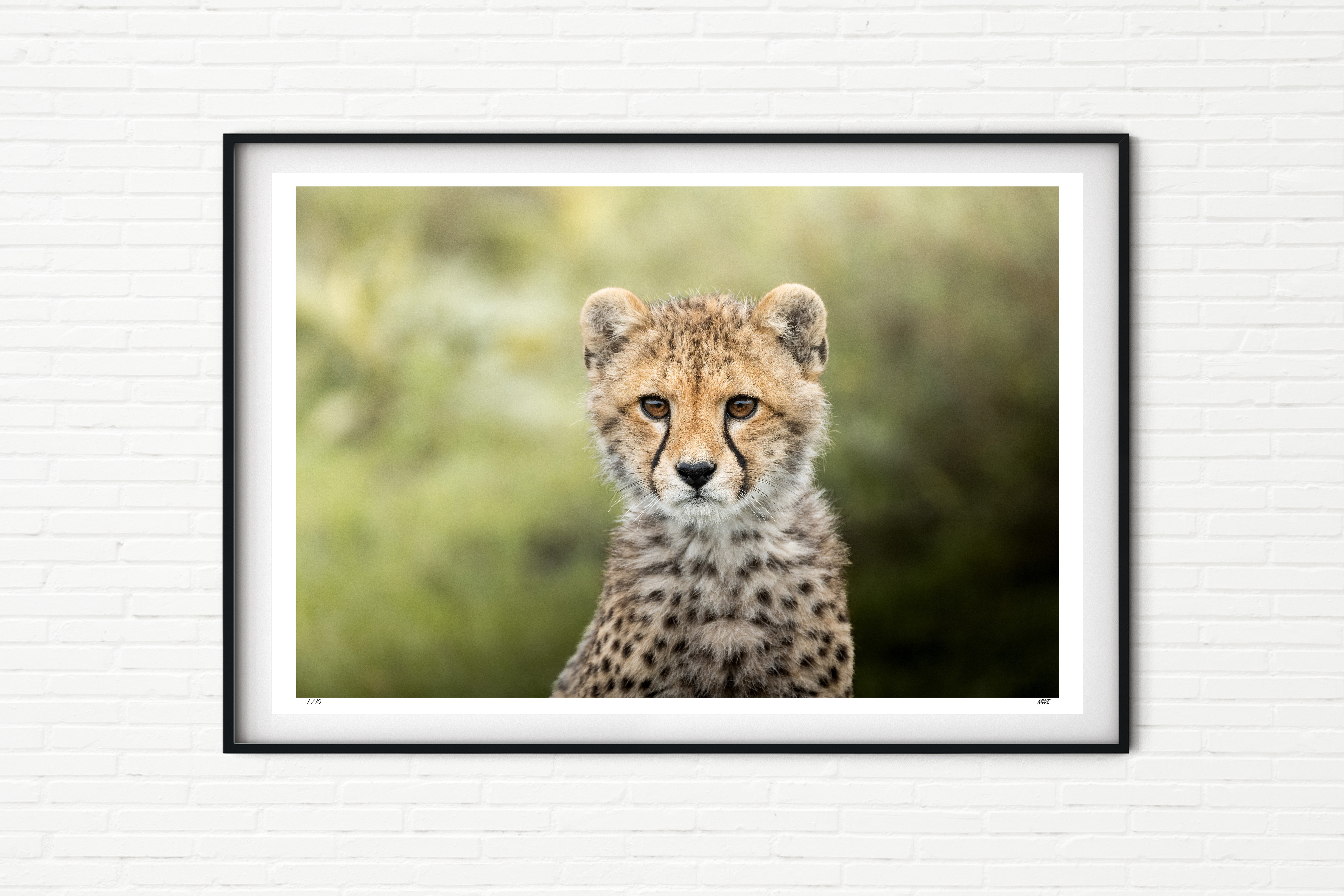 Cheetah Cub in the Serengeti