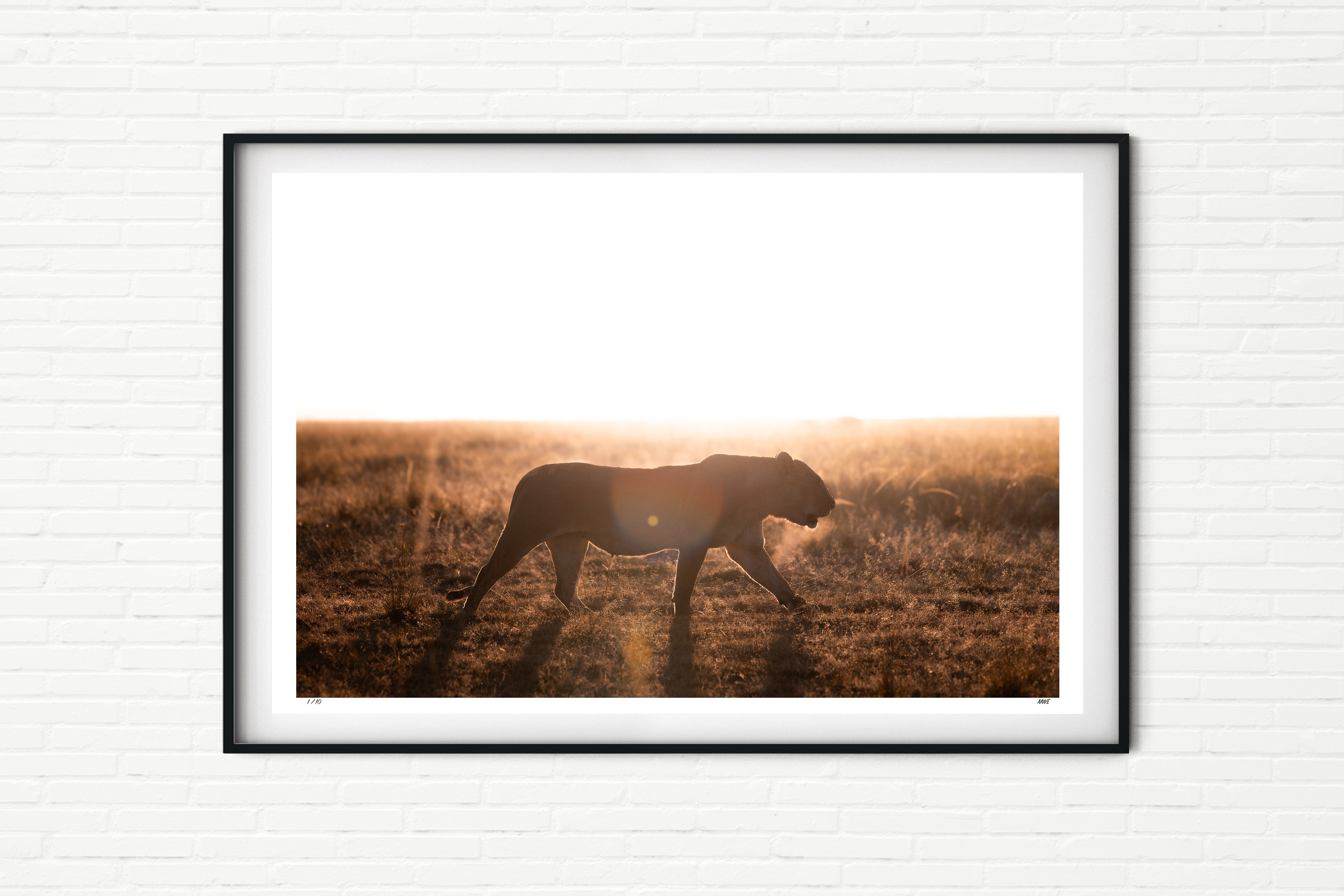 Nairoshi Dawn - Lioness in Maasai Mara