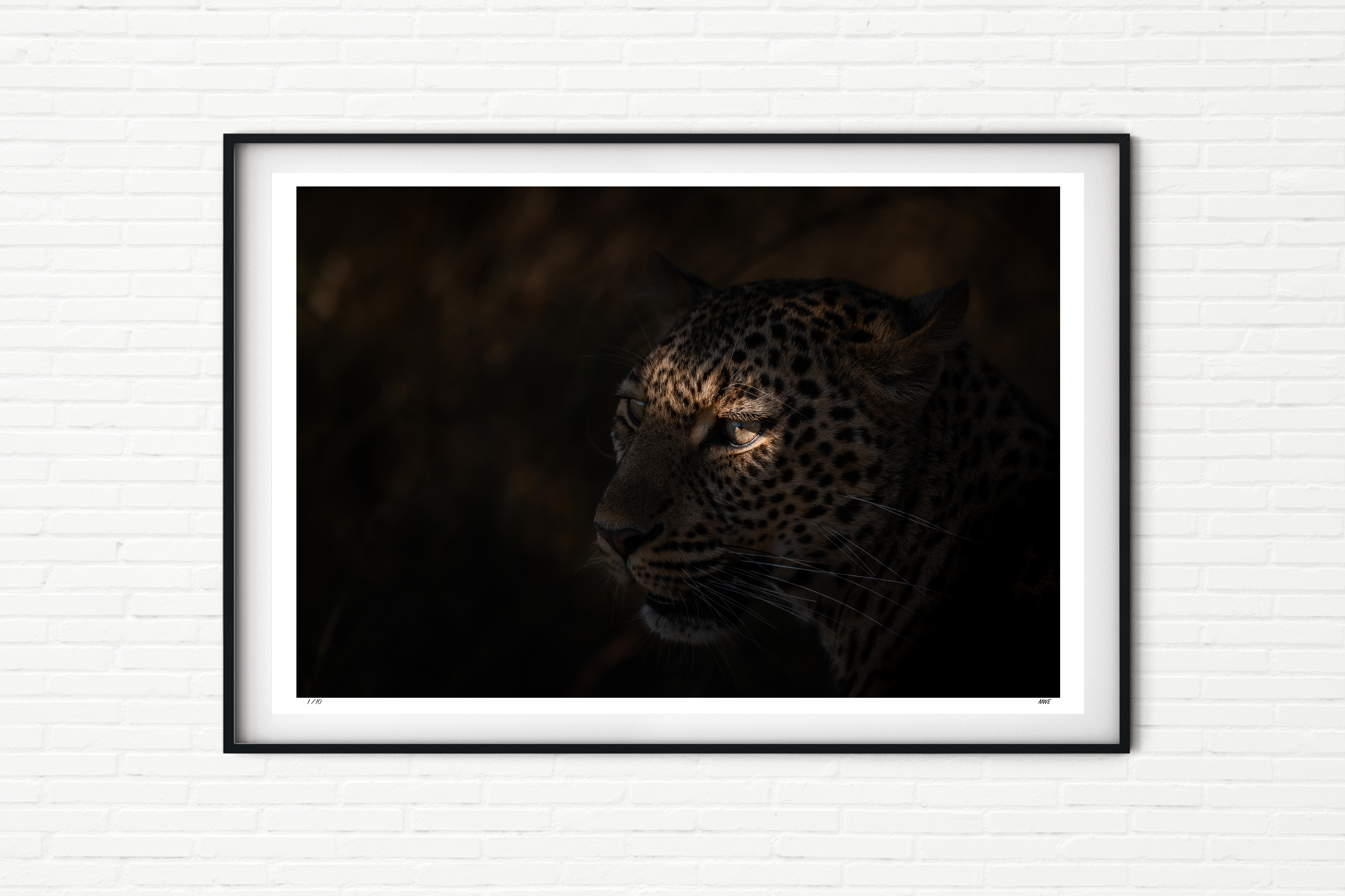 Kivuli - Leopard Portrait